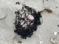 Stanley - Falklandinseln 