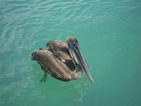 Pelikan auf Galapagos