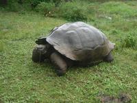 Schildkröte auf der Primicias-Ranch