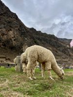 Alpakas in Ollantaytambo, Perú