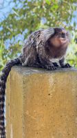 Marmosetten - Büschelaffe, Morro da Urca - Zuckerhut, Brasilien