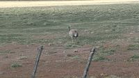 Nandu auf Strecke nach Puerto Natales