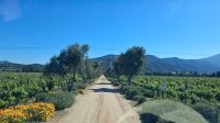 Weingut Casablanca in Chile - Fahrt nach Valparaiso