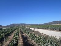 Weingut Casa del Bosque &ndash; &copy; Domenic Obiegli (Eberhardt TRAVEL)