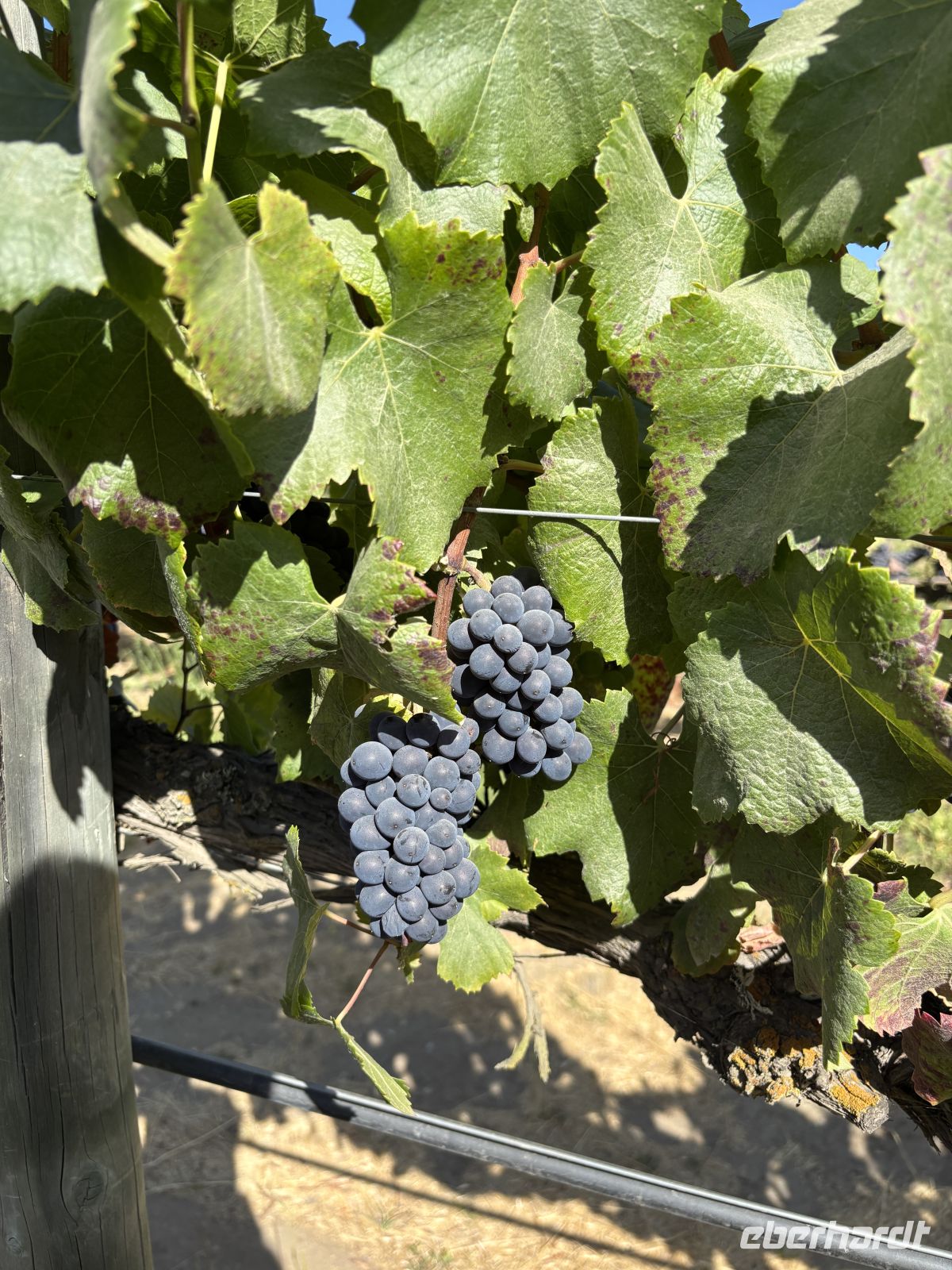 Weingut Casa del Bosque_Reben &ndash; &copy;  (Eberhardt TRAVEL)