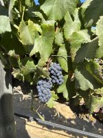 Weingut Casa del Bosque_Reben &ndash; &copy; Domenic Obiegli (Eberhardt TRAVEL)