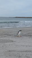 Pinguin nach seiner Abkühlung im Meer &ndash; &copy; Natalie Hady (Eberhardt TRAVEL)