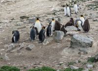 Königspinguine auf den Falklandinseln  &ndash; &copy; Natalie Hady (Eberhardt TRAVEL)