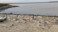 Königspinguine auf den Falklandinseln  &ndash; &copy; Natalie Hady (Eberhardt TRAVEL)