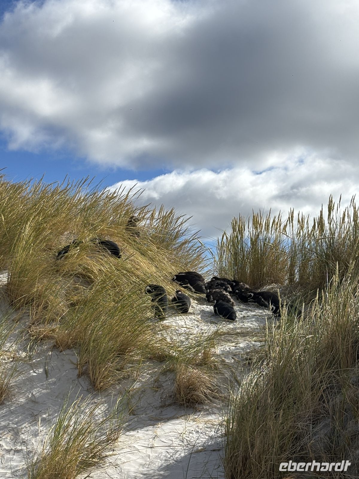 Brütstelle der Pinguine &ndash; &copy;  (Eberhardt TRAVEL)