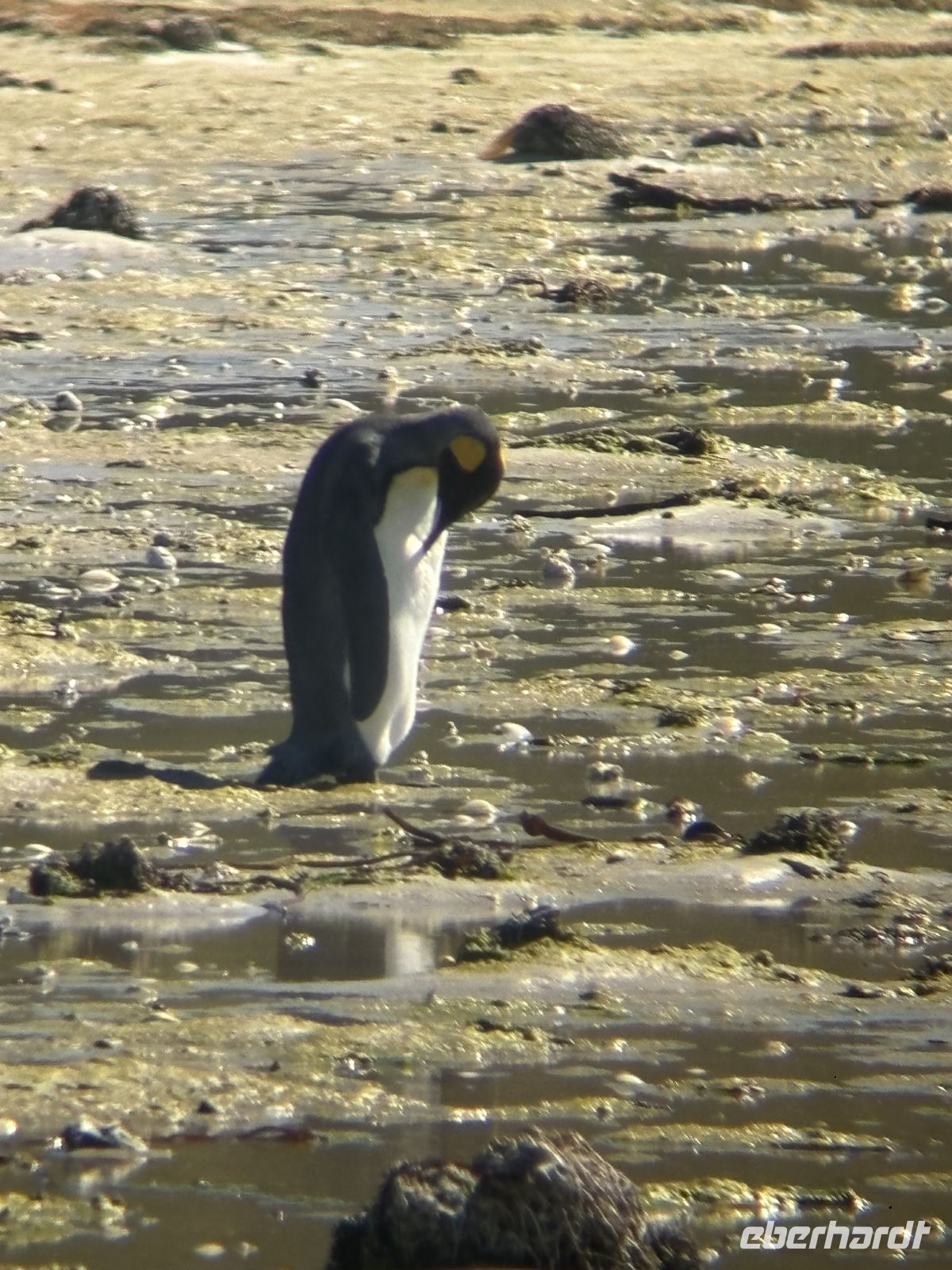 Einsamer Königspinguin &ndash; &copy;  (Eberhardt TRAVEL)