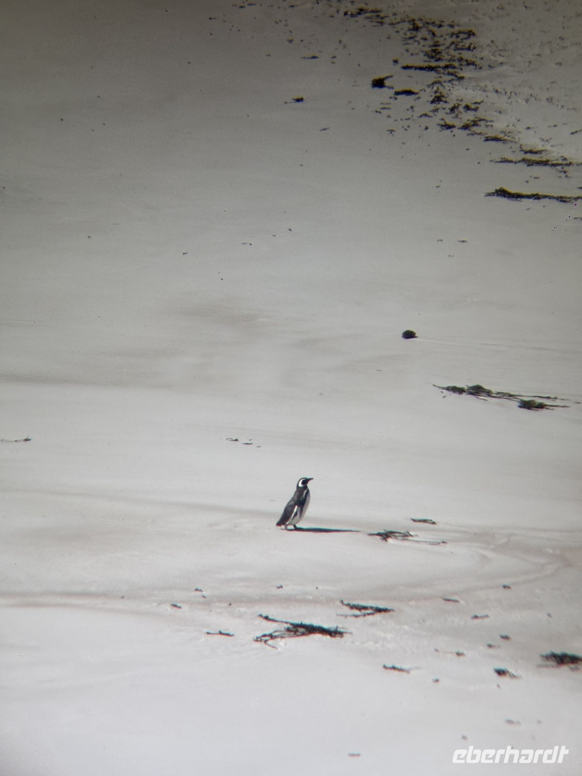 Pinguin Falklandinsel &ndash; &copy;  (Eberhardt TRAVEL)