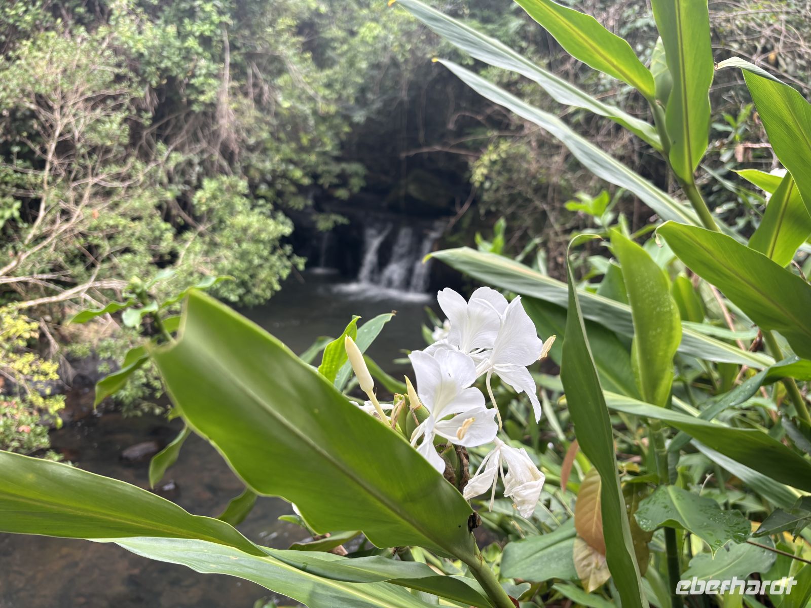 Weiße Lilien im Nationalpark Iguazu &ndash; &copy;  (Eberhardt TRAVEL)