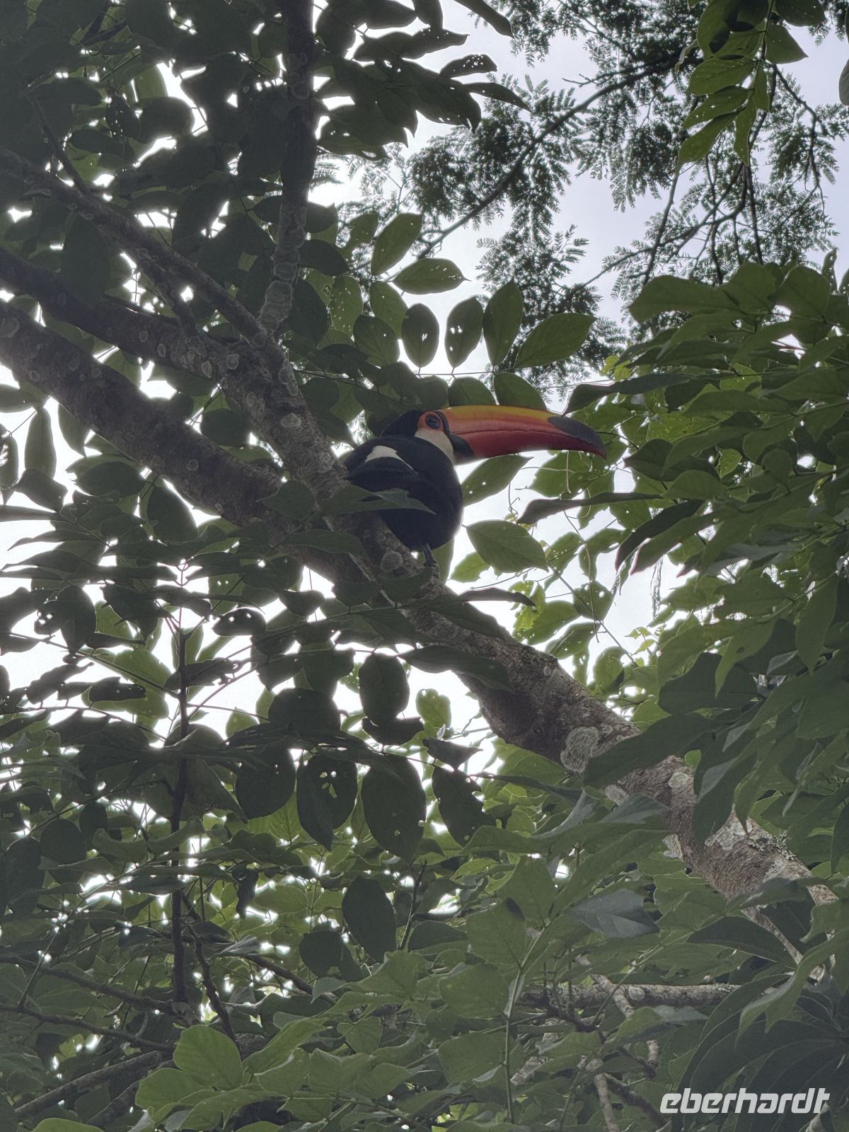 Tucan begrüßt uns &ndash; &copy;  (Eberhardt TRAVEL)