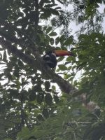Tucan begrüßt uns &ndash; &copy; Domenic Obiegli (Eberhardt TRAVEL)
