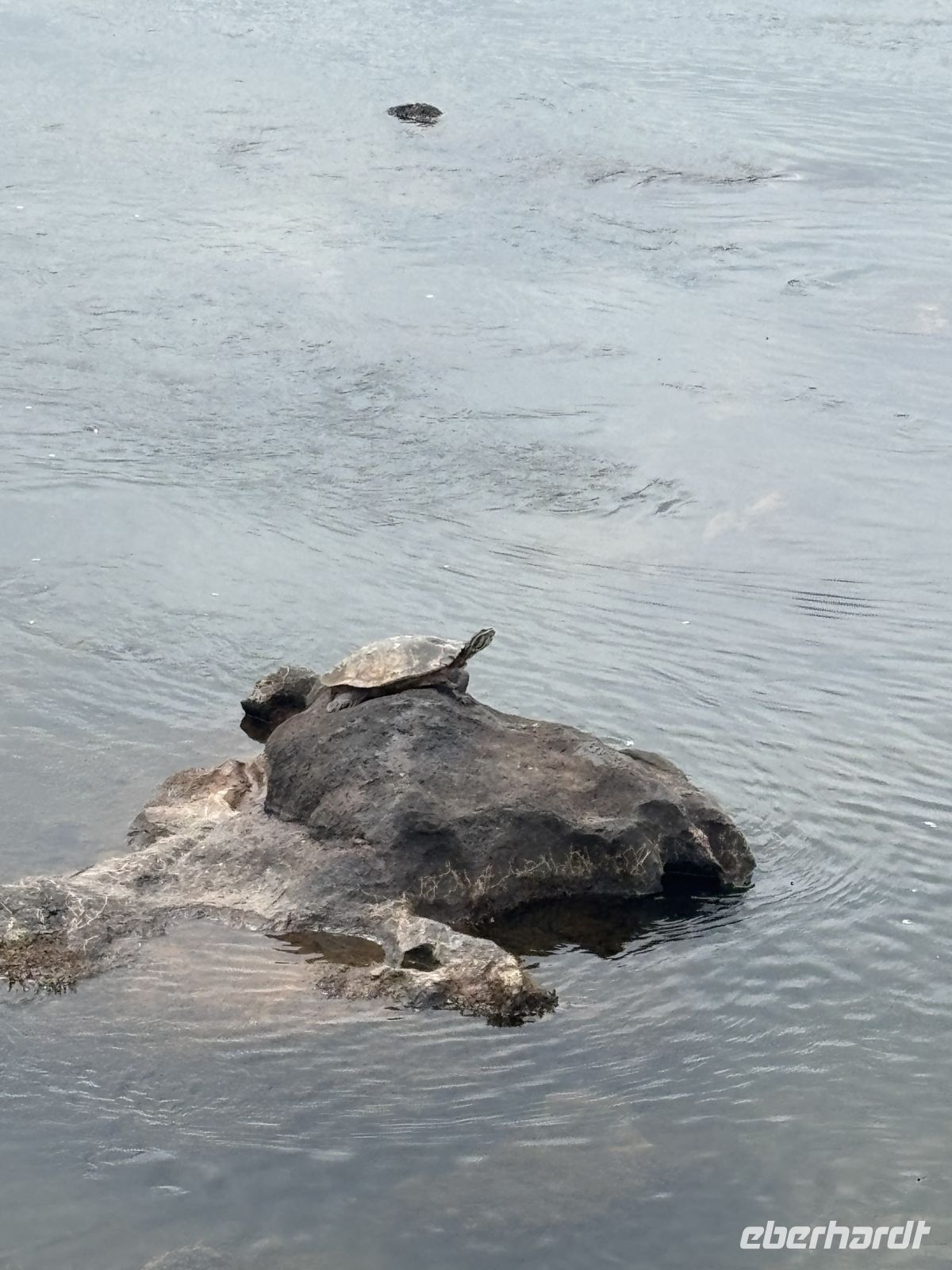 Schildkröte vor den Wasserfällen &ndash; &copy;  (Eberhardt TRAVEL)