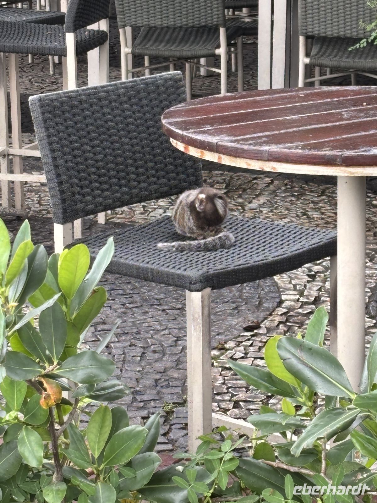Kleines Äffchen wartet auf Essen &ndash; &copy;  (Eberhardt TRAVEL)