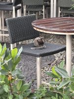 Kleines Äffchen wartet auf Essen &ndash; &copy; Domenic Obiegli (Eberhardt TRAVEL)