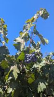 Weingut Santa Rita &ndash; &copy; Natalie Hady (Eberhardt TRAVEL)