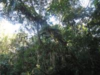 Cuyabeno Reservat - Regenwald