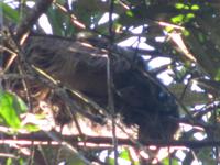 Cuyabeno Reservat - Faultier