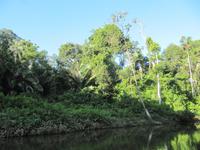 Cuyabeno Reservat - Im Regenwald