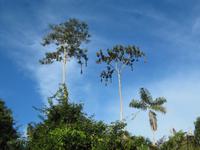 Cuyabeno Reservat - Im Regenwald