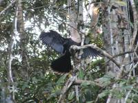Cuyabeno Reservat - Schlangenhalsvogel
