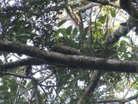 Cuyabeno Reservat - Boa