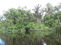 Cuyabeno Reservat - Regenwald
