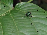 Cuyabeno Reservat - Regenwaldwanderung - MistkÃ€fer