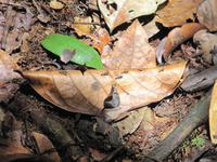 Cuyabeno Reservat - Regenwaldwanderung - Ameisen