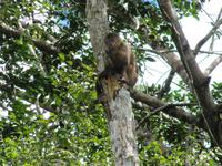 Cuyabeno Reservat - KapuzinerÃ€ffchen