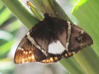 Cuyabeno Reservat - KapuzinerÃ€ffchen