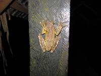 Cuyabeno Reservat - Baumfrosch