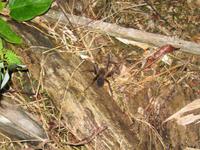 Cuyabeno Reservat -Nachtwanderung - Tarantel