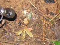 Cuyabeno Reservat -Nachtwanderung - Zikade