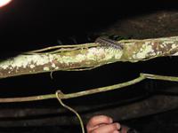 Cuyabeno Reservat -Nachtwanderung - TausendfÜssler