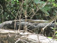 Cuyabeno Reservat -Anakonda