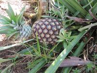 Cuyabeno Reservat - Ananas