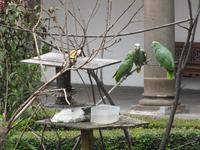 Quito - Altstadt - Franziskanerkloster Papageien