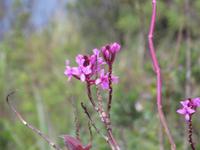 Cuicocha-See - Orchidee