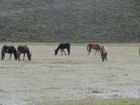 Cotopaxi Nationalpark - Wildpferde
