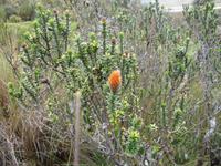 Cotopaxi Nationalpark -Lagune Limpiopungo - Andenblume