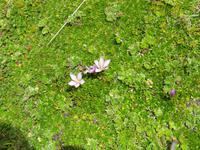 Cotopaxi Nationalpark -Lagune Limpiopungo - Enzian