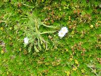 Cotopaxi Nationalpark -Lagune Limpiopungo