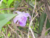 Brautschleierwasserfall - Orchideen