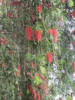 Banos - Flaschenputzerbaum