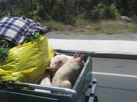 Fahrt auf der Straße der Vulkane