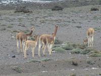Fahrt auf der Straße der Vulkane - Vicuas